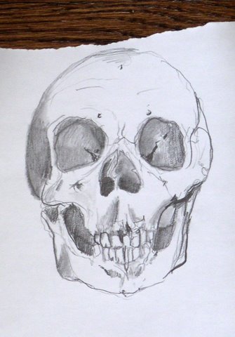 Skull Drawing Sweeney Jpg 6 x 9 irrPencil on Paper2006