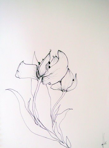 Tulip Drawing Sweeney Jpg
